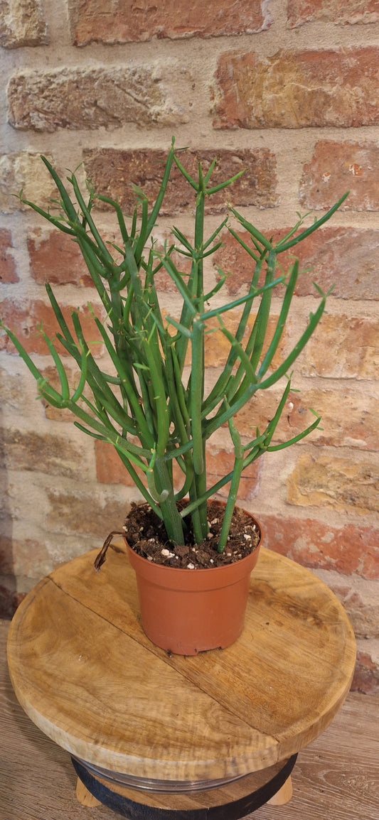 Euphorbia tirucalli dia 12cm