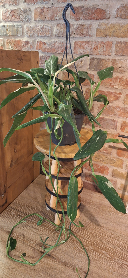 Philodendron draco dia 21cm