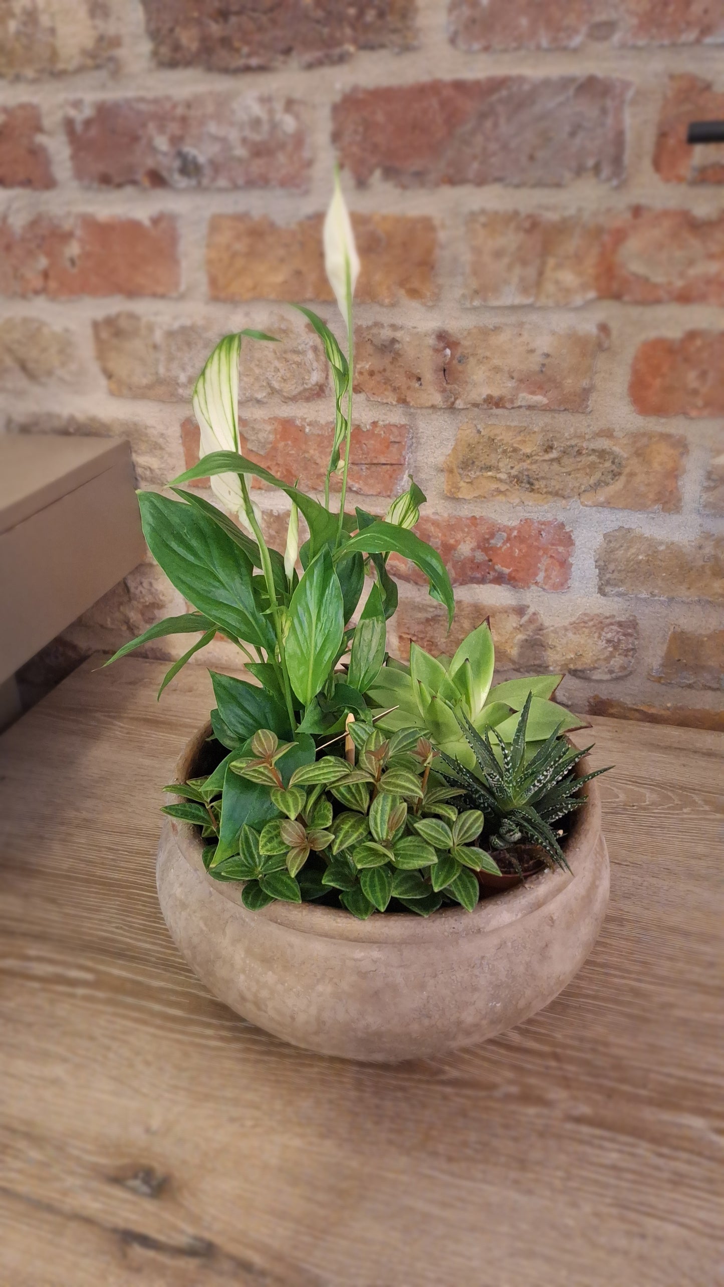 Plantenselectie in schaal