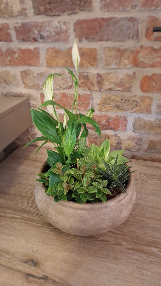 Plantenselectie in schaal