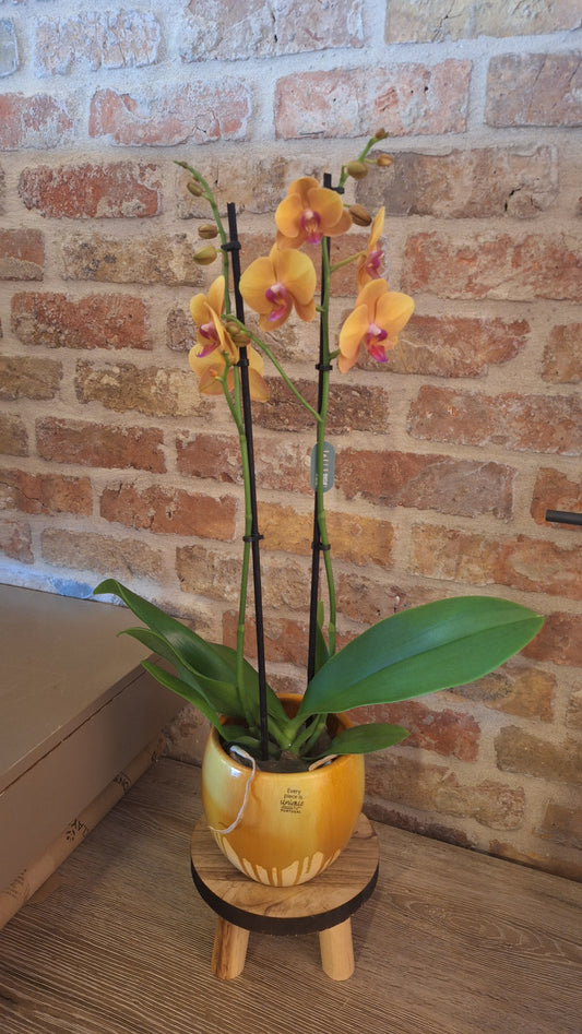 Orchidee copper in gekleurde pot