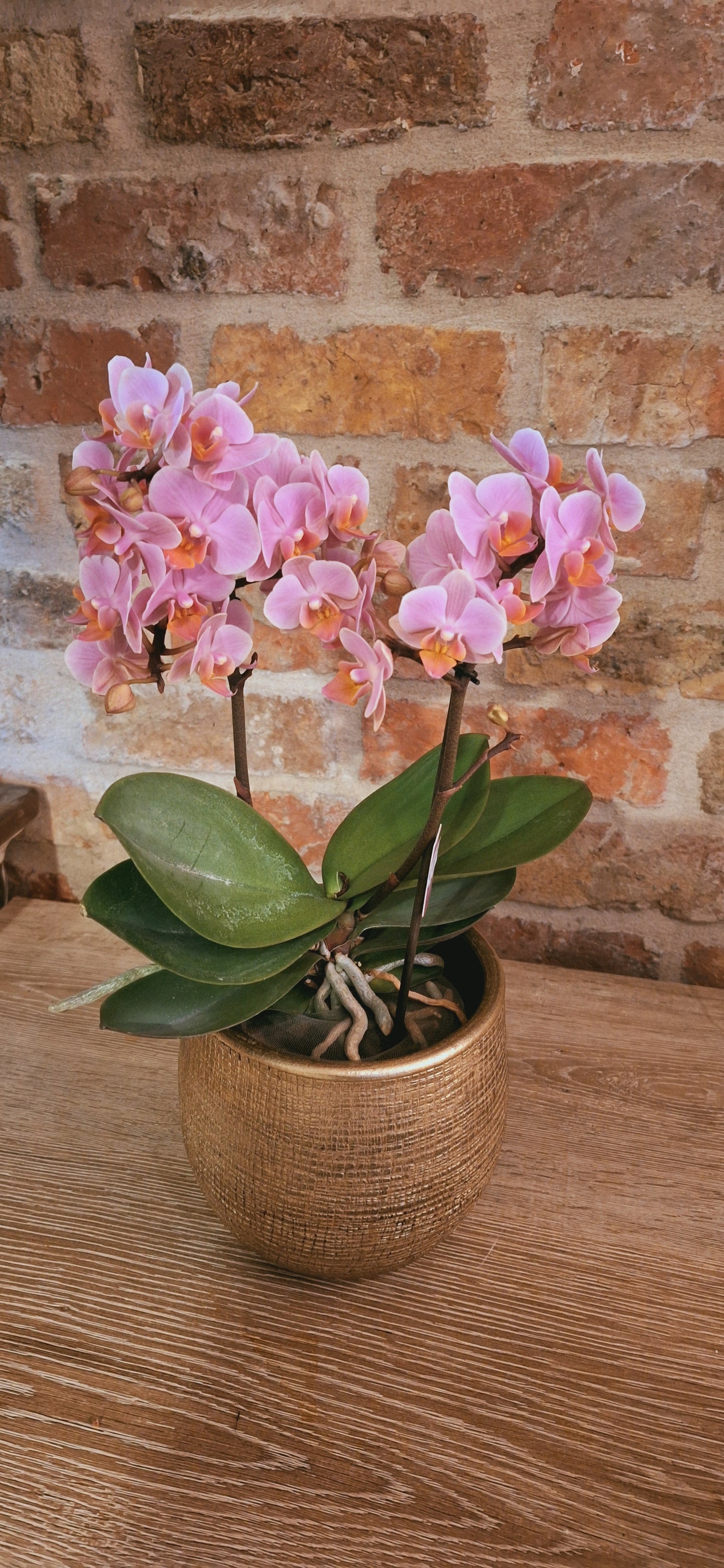 Orchidee Nude in Gold pot dia 12cm