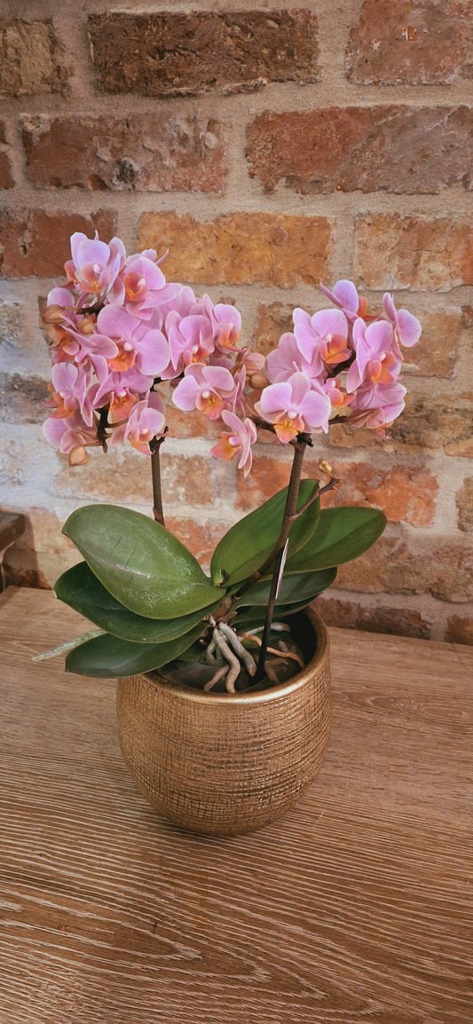 Orchidee Nude in Gold pot dia 12cm