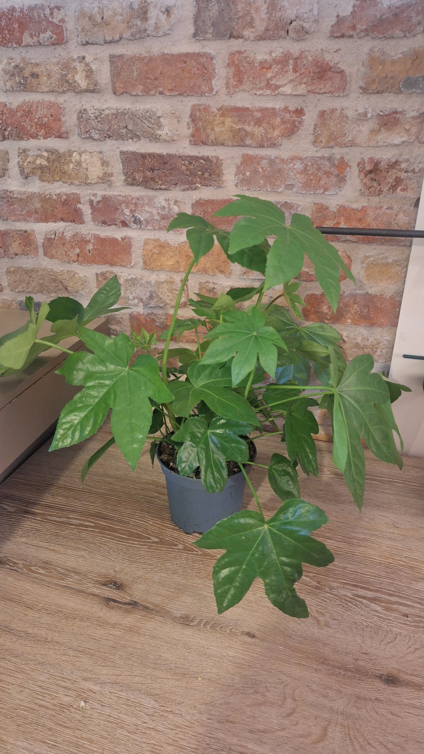 Fatsia japonica dia 17cm