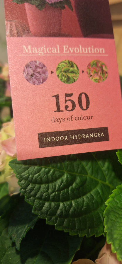 Indoor Hortensia roze