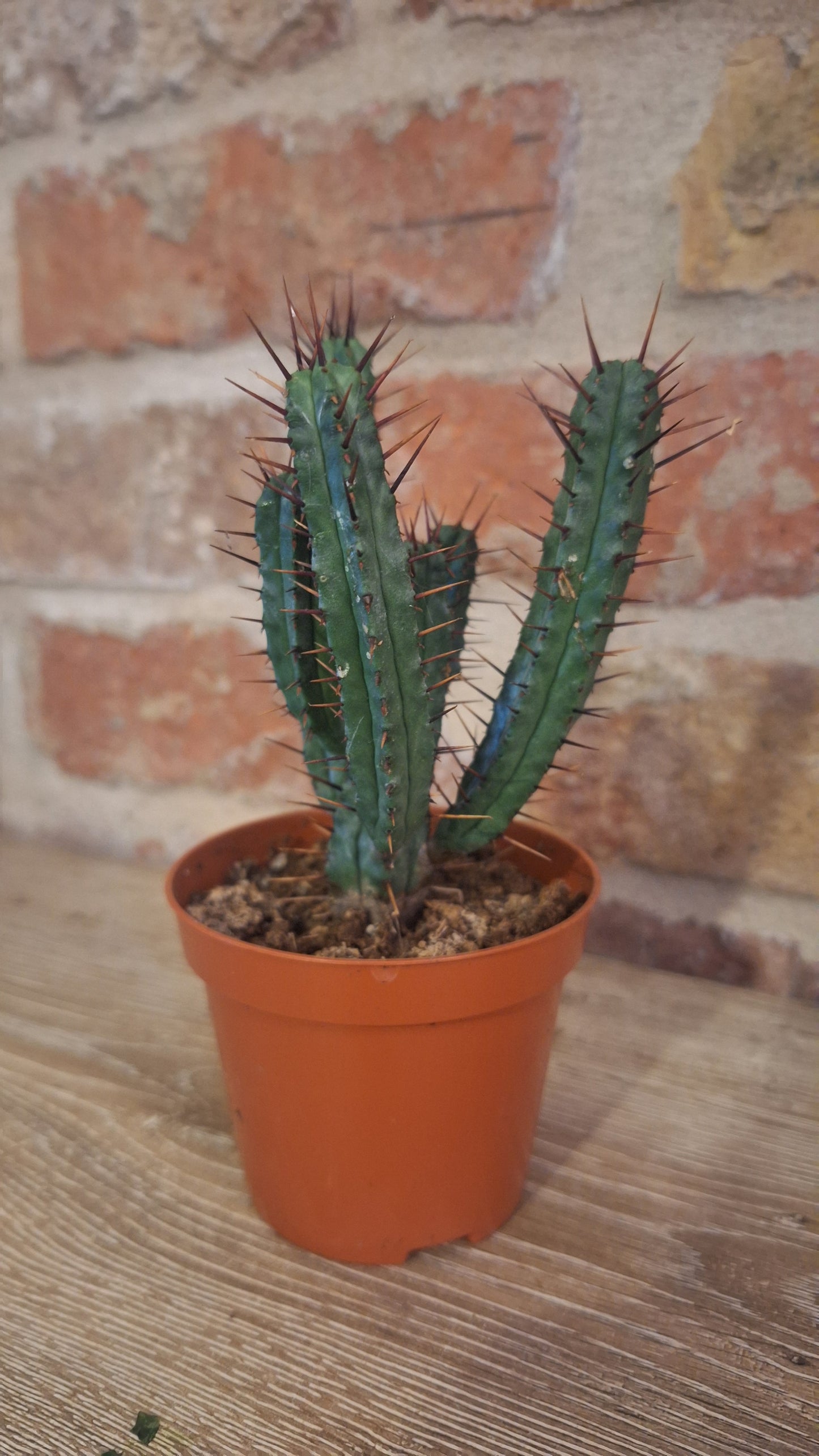 Euphorbia dia 8cm