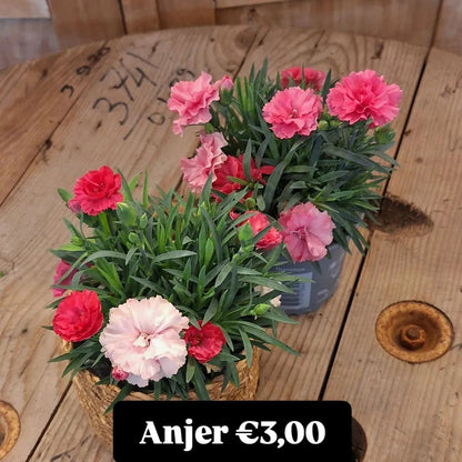 Diverse buitenplanten