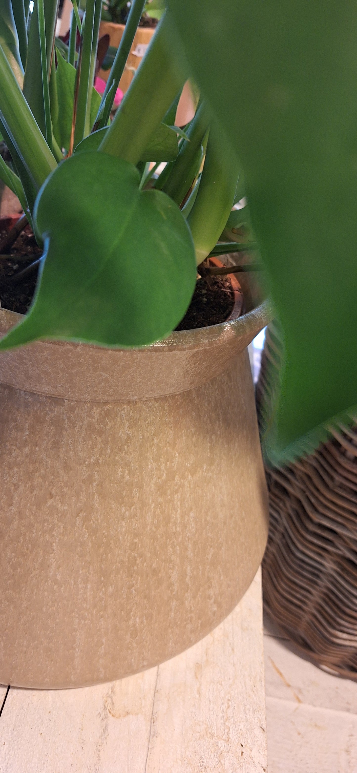 Monstera in konische pot