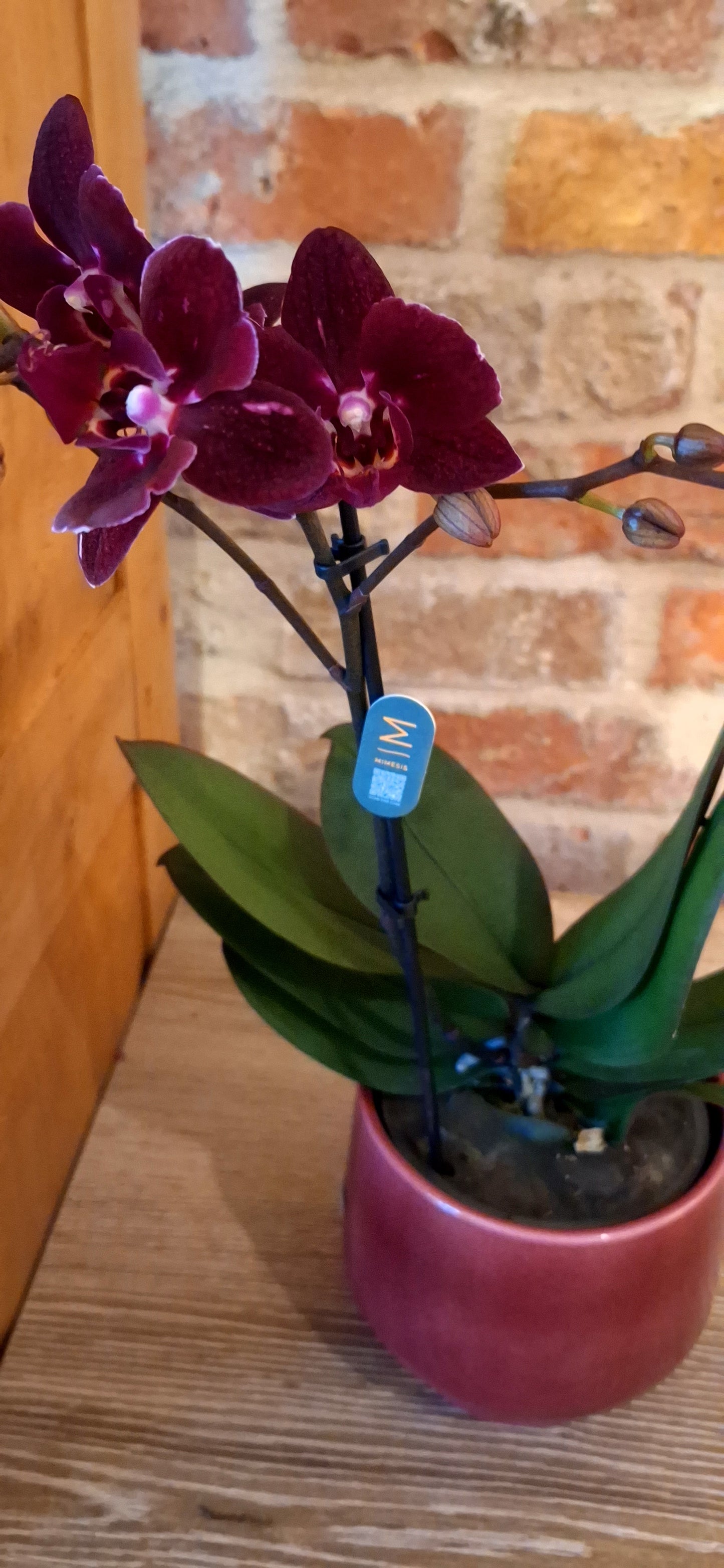 Orchid in a pot