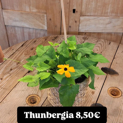 Diverse buitenplanten