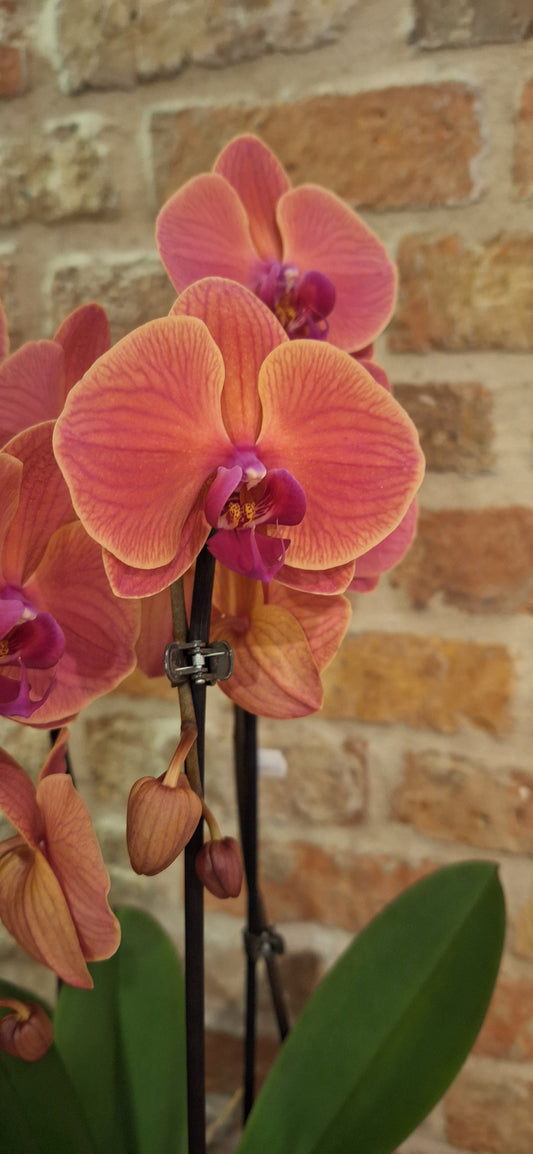 Orchidee cascade coral in craquelé pot