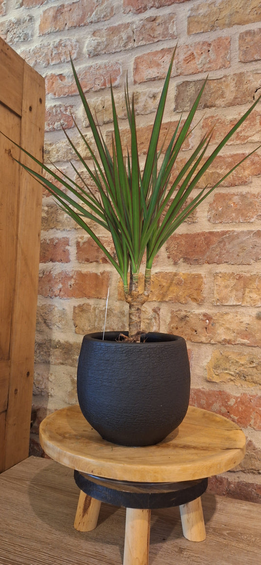 Dracena in zwarte learher pot