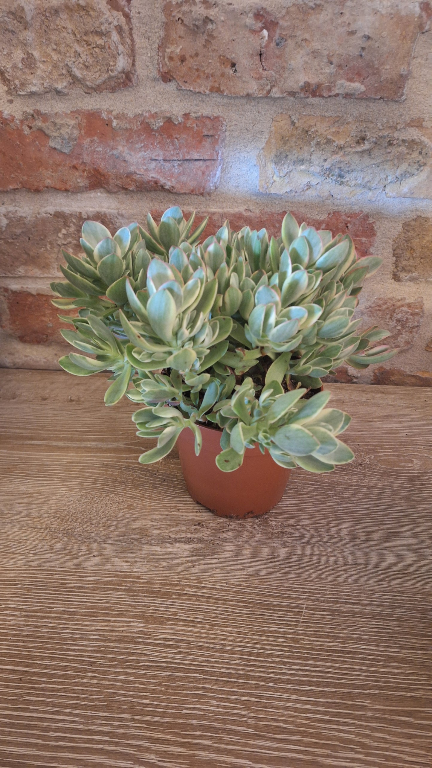 Crassula vargietata dia 12cm