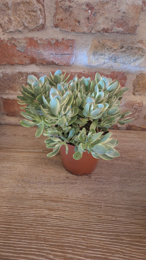 Crassula vargietata dia 12cm