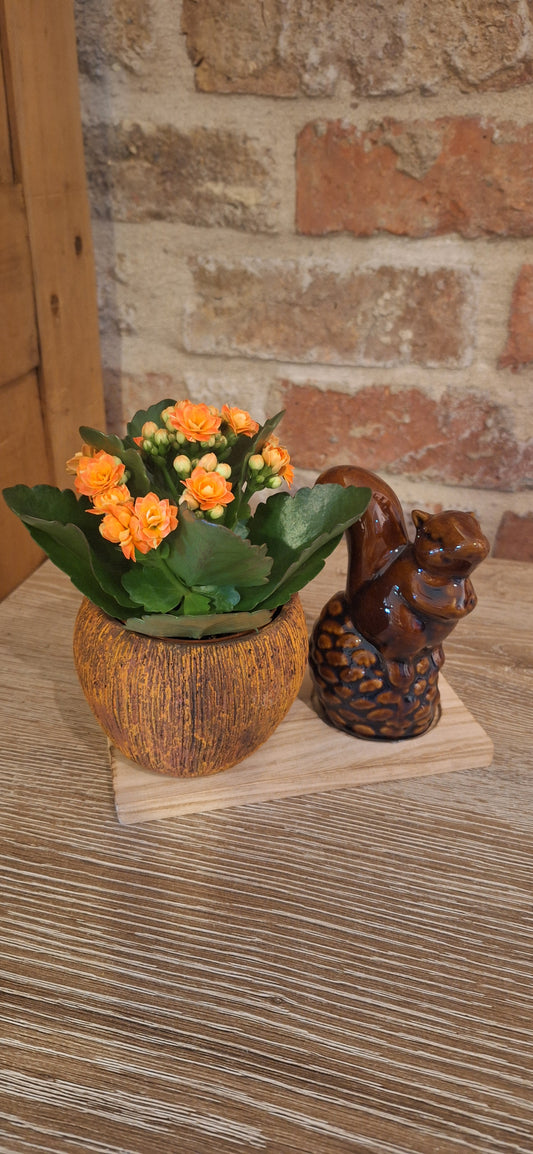 Giftset squirel