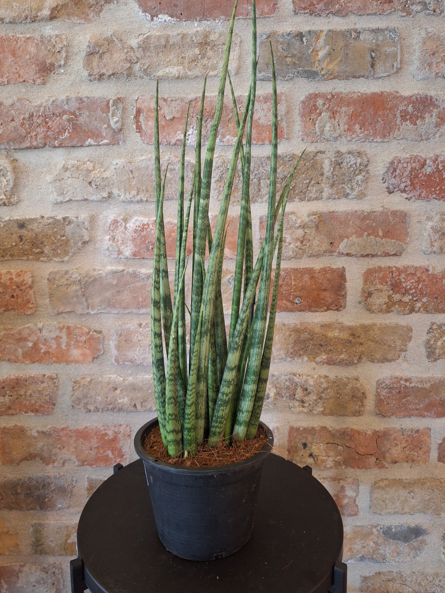 Sanseveria mikado dia 15cm