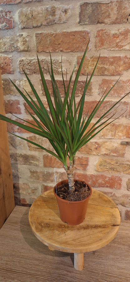 Dracena dia 12cm