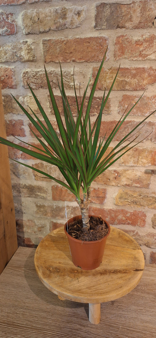 Dracena dia 12cm