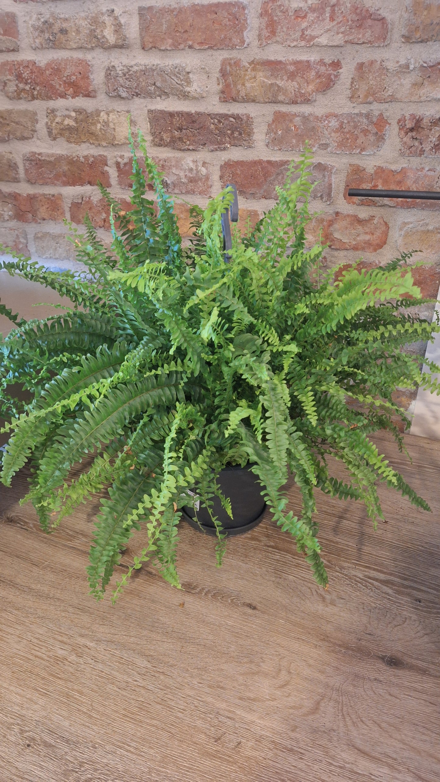 Nephrolepis green lady dia 21cm