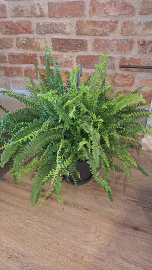 Nephrolepis green lady dia 21cm
