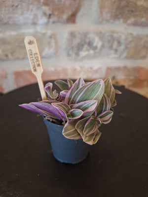 Tradescantia mini dia 6cm