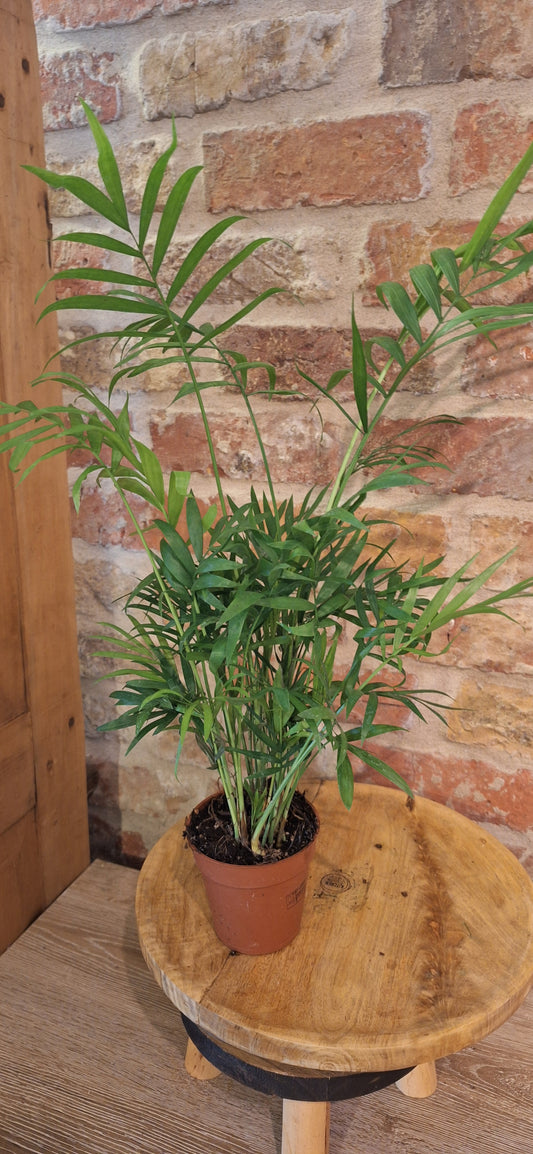 Acer palm dia 9cm