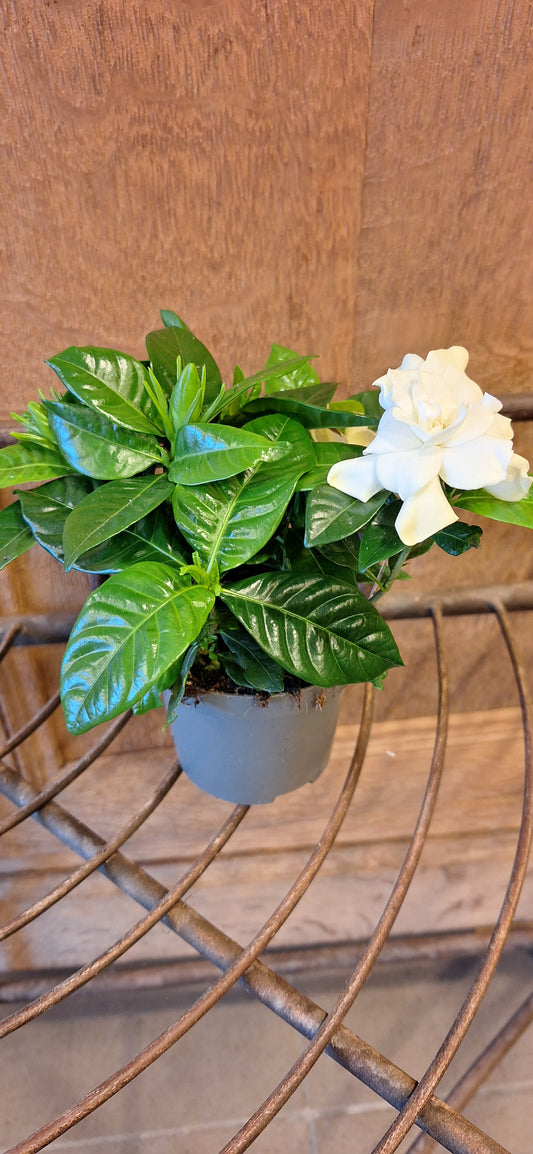 Small Gardenia