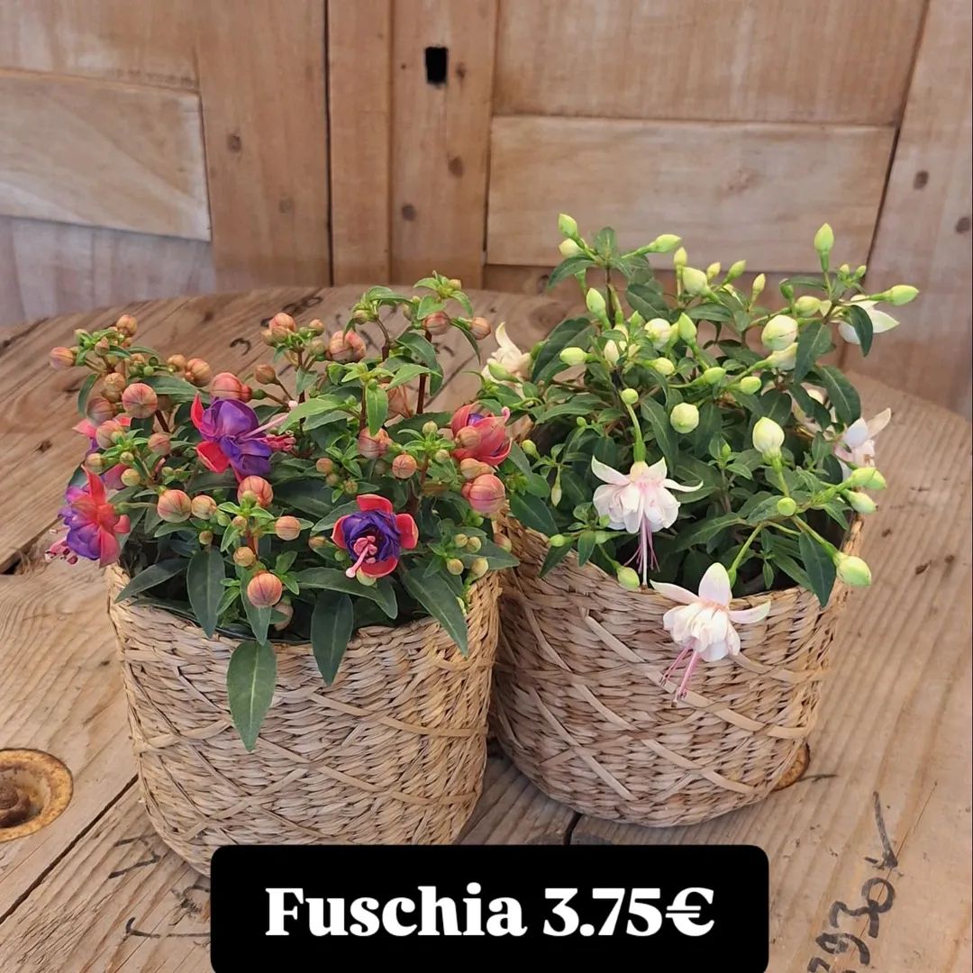 Diverse buitenplanten