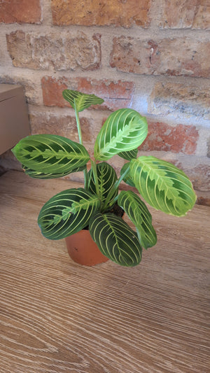 Maranta lemon lime dia 12cm