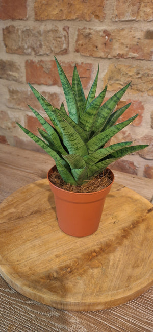 Sanseveria dia 10.5cm