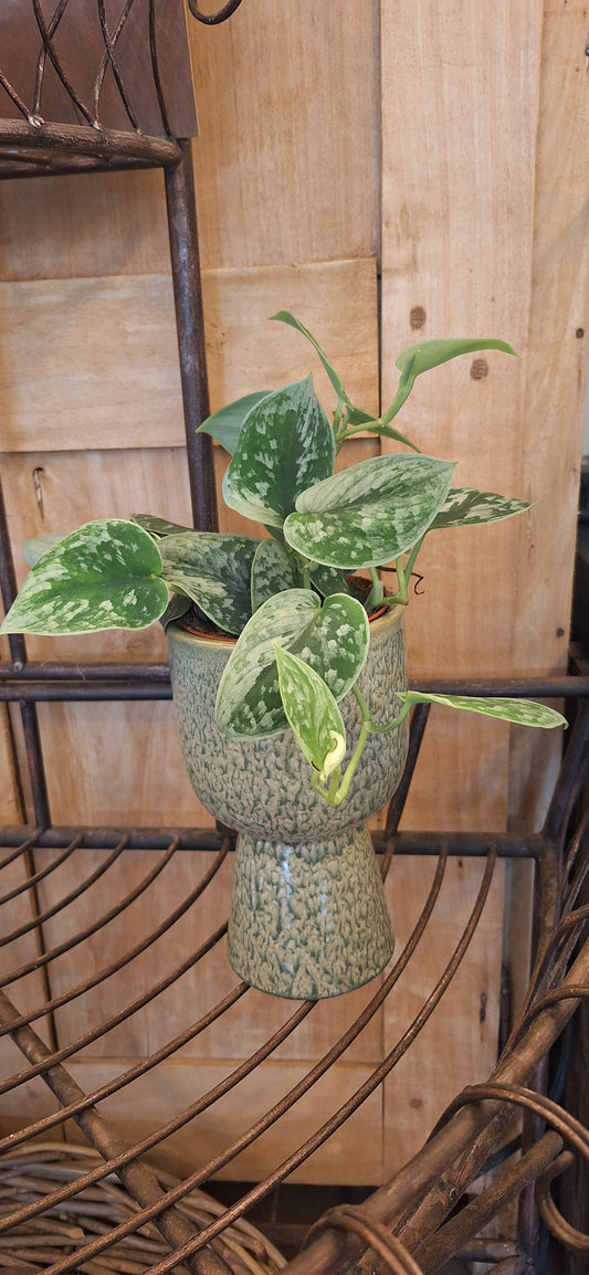Scindapsus dia 10.5cm