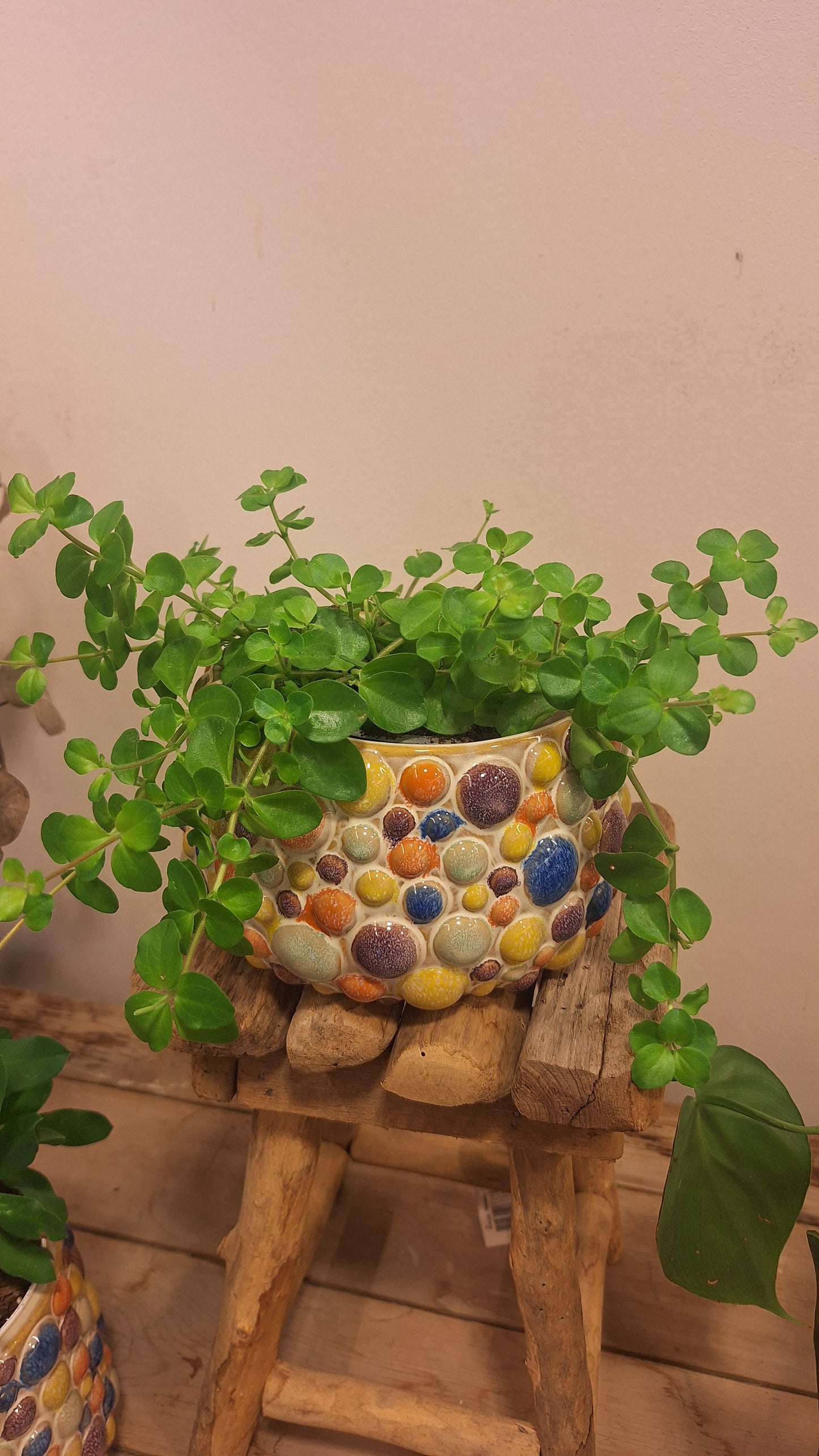 Schaal balloons met plant