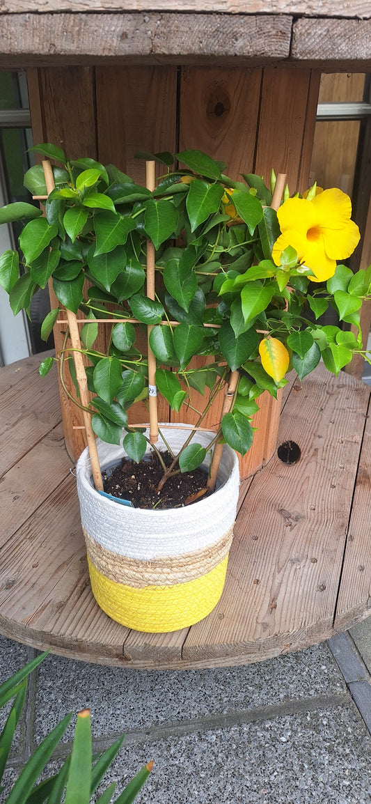 Dipladeania mandeville rek dia 15cm