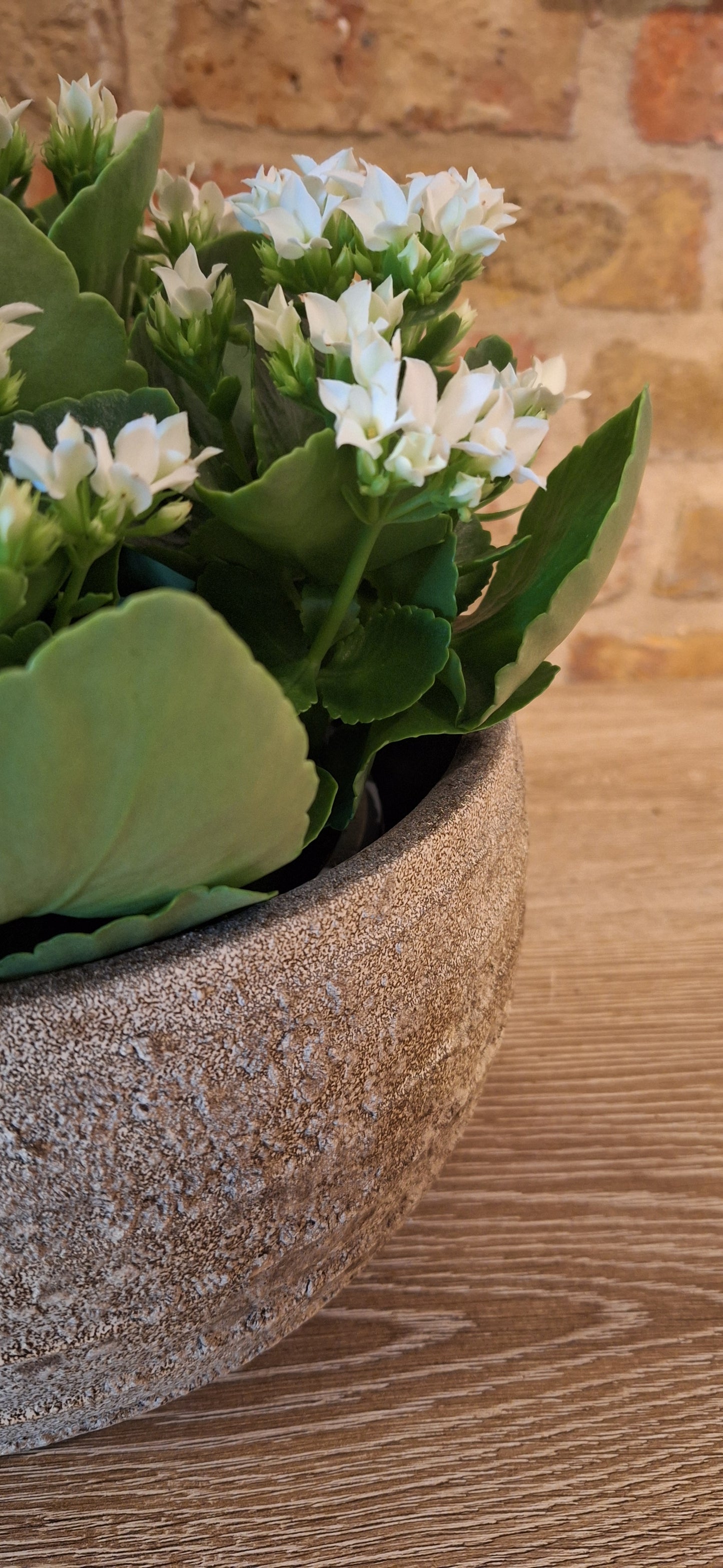 Kalanchoë in schaal