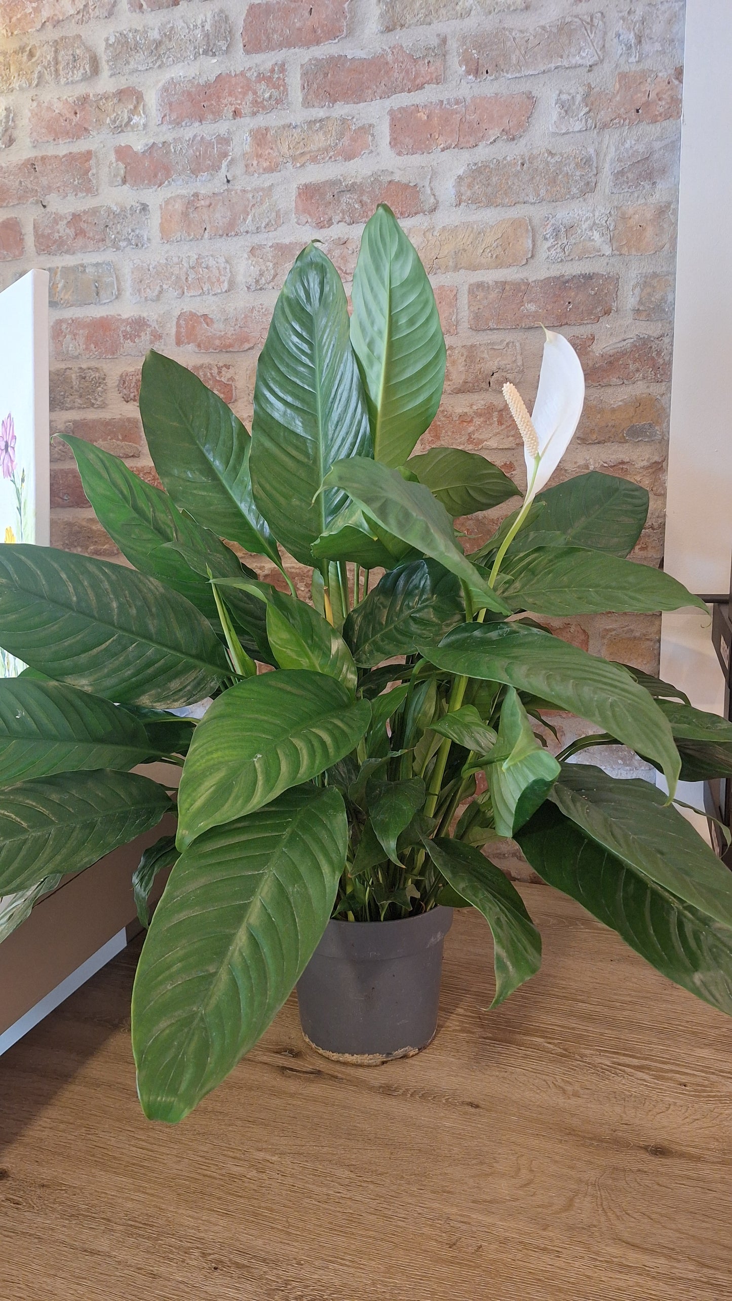 Spattifylum xl dia 21cm