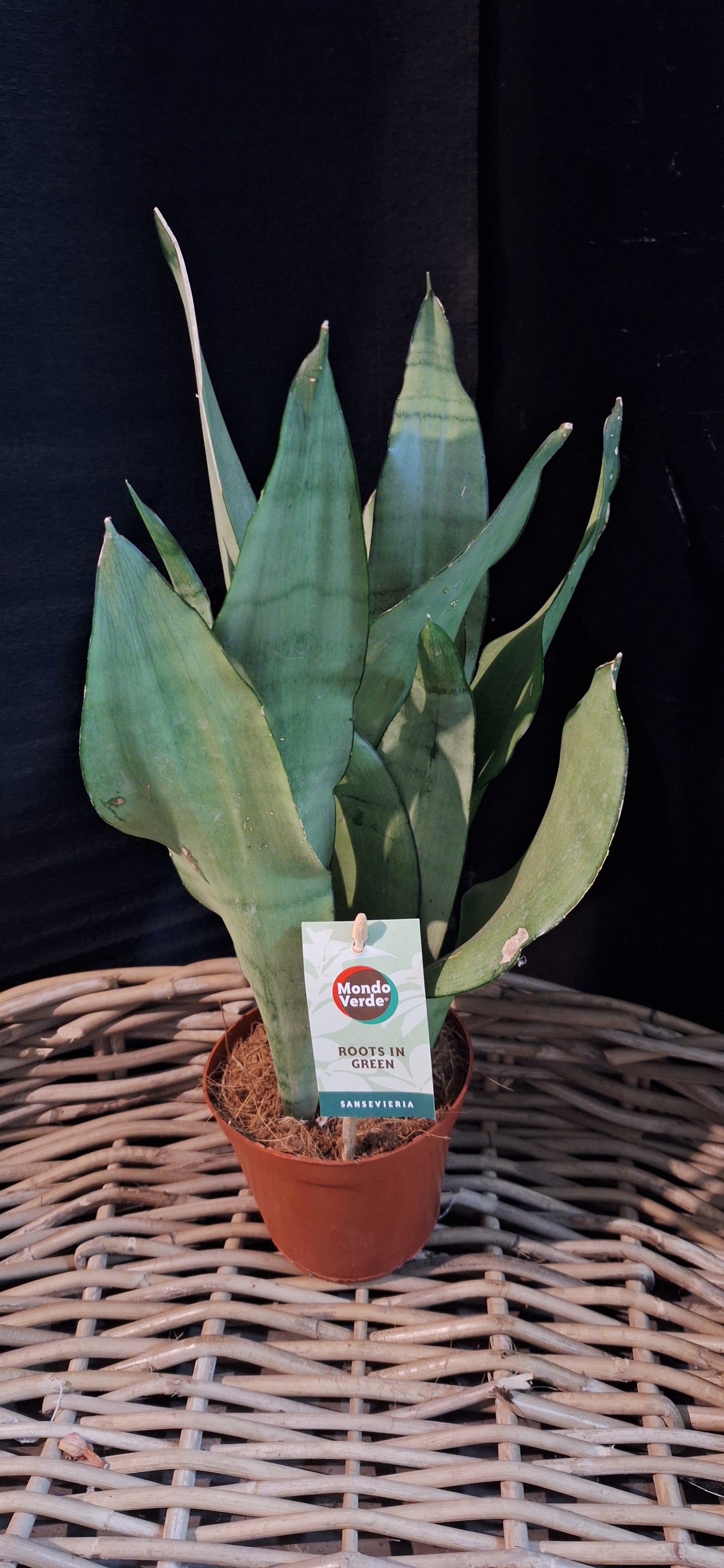 Normal Sanseveria futura