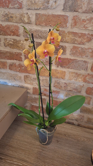 Orchidee buddha 2-tak dia 12cm