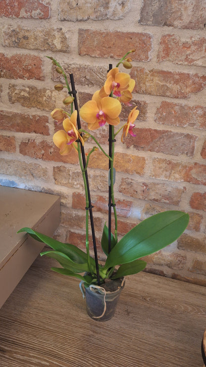 Orchidee buddha 2-tak dia 12cm