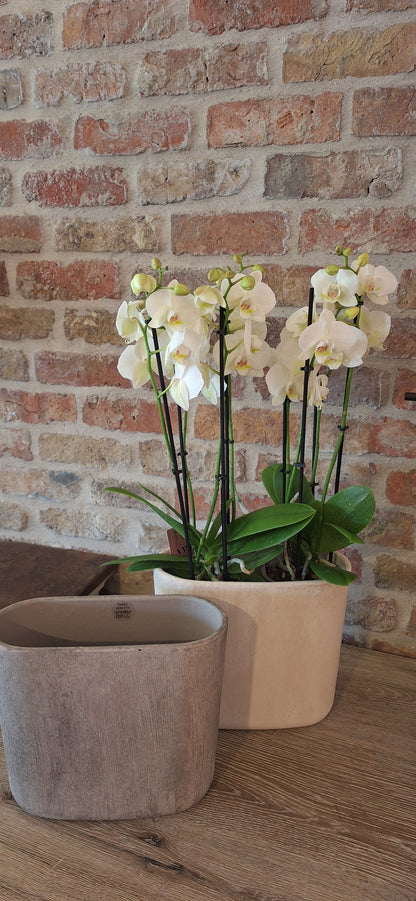 Trendy duopot Orchideeën
