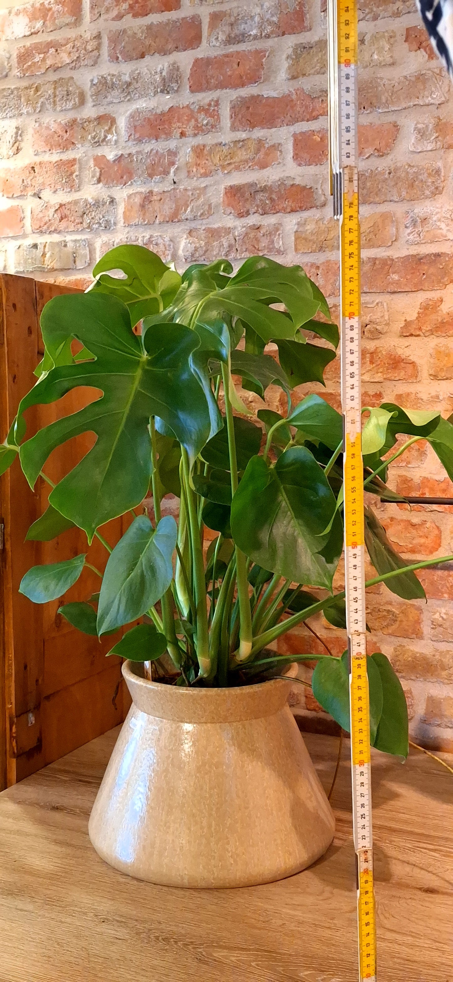 Monstera in konische pot