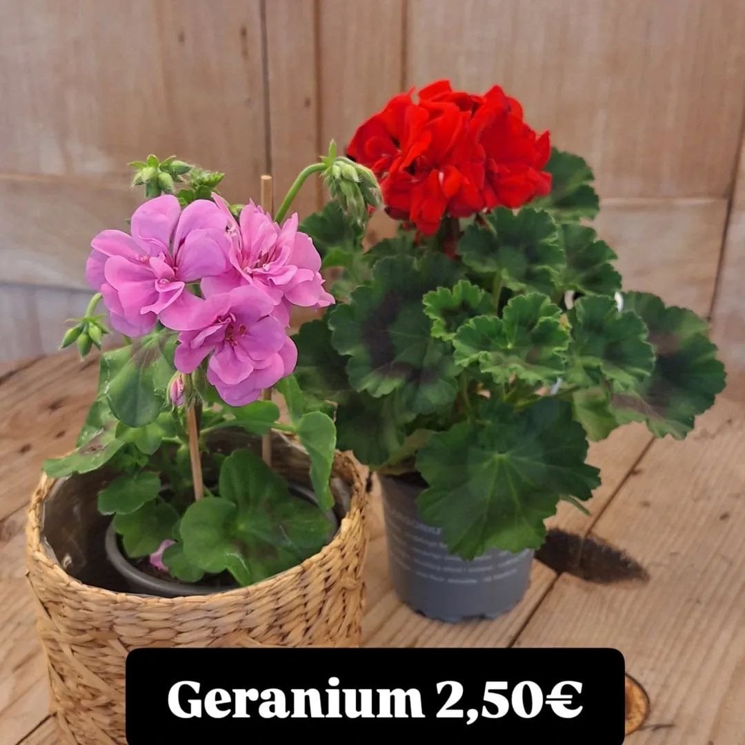 Diverse buitenplanten