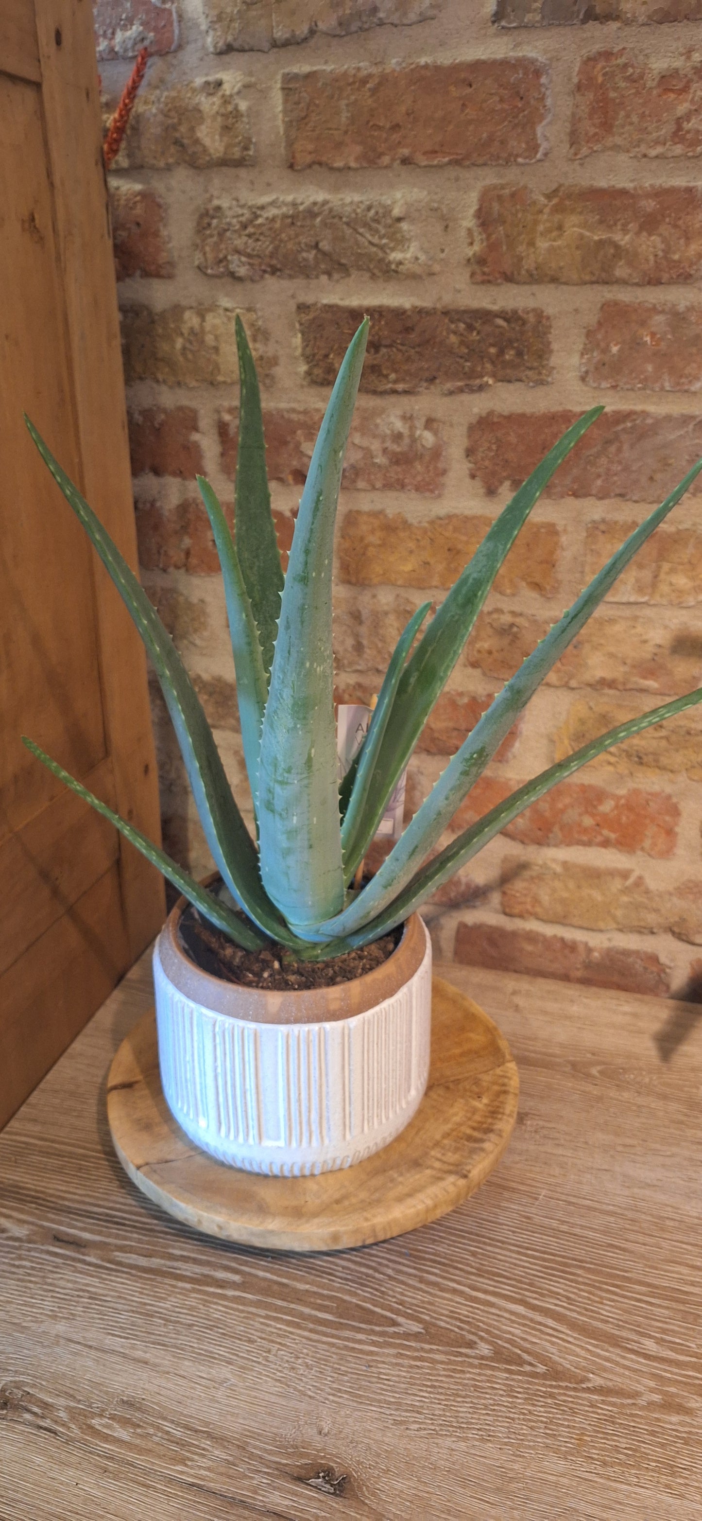 Aloe in a pot