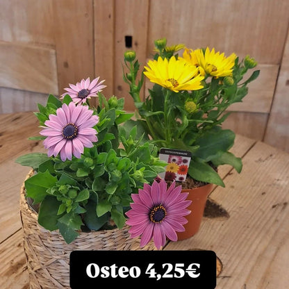 Diverse buitenplanten
