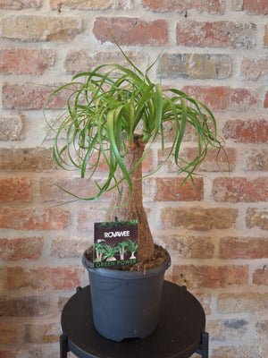 Beaucarnea dia 17cm