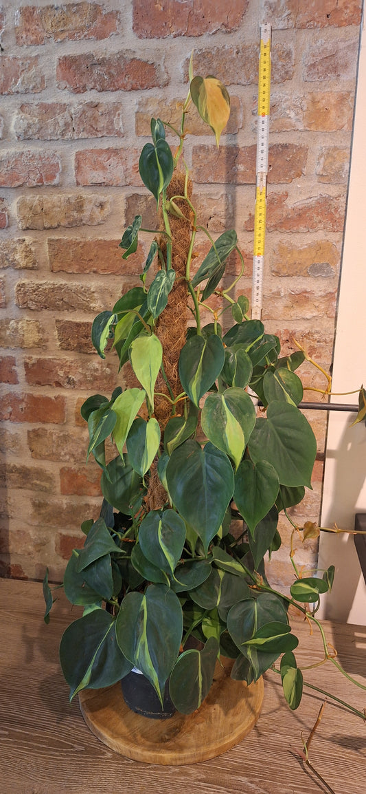Philiodendron op mosstok dia 17cm