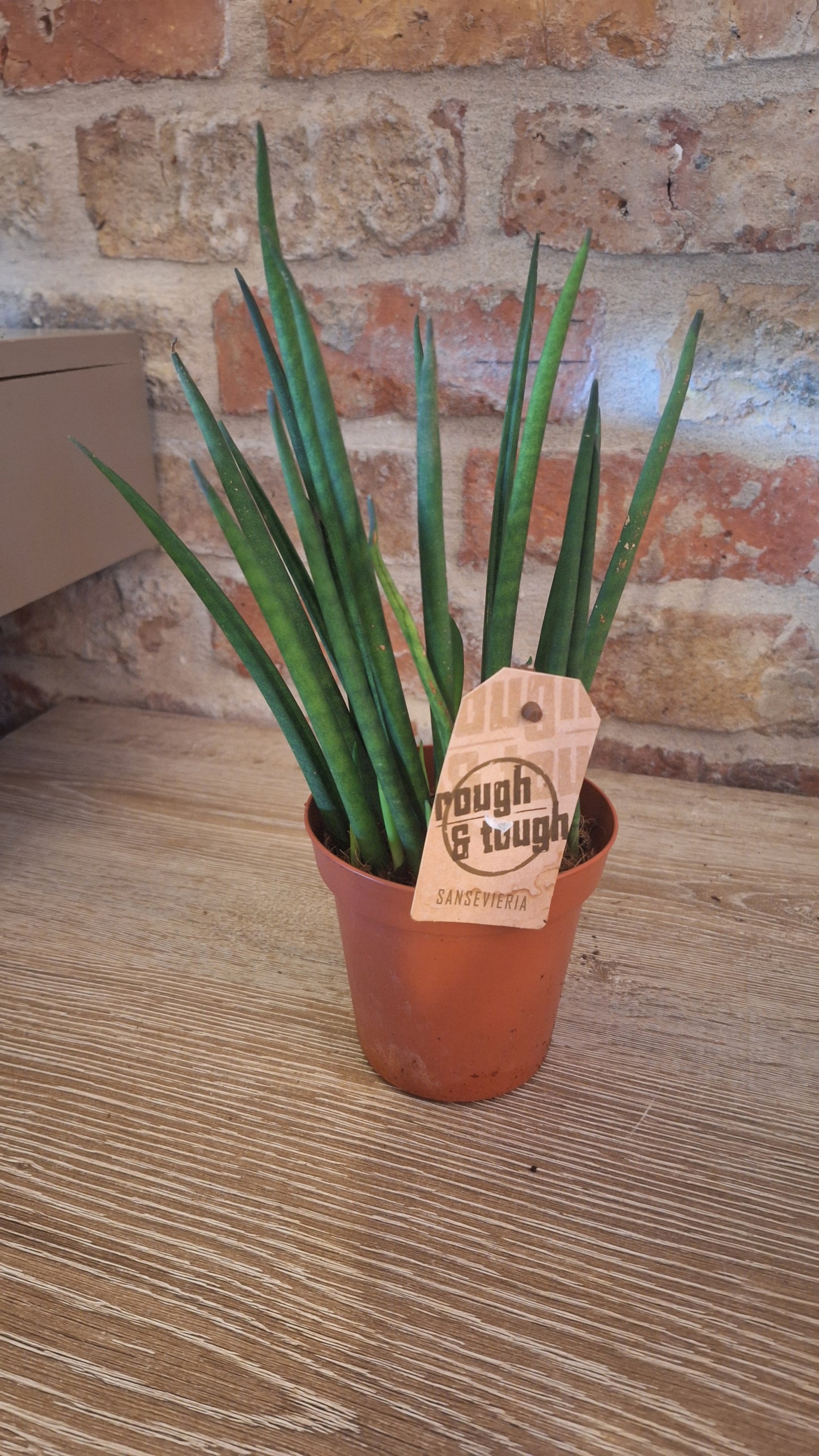 Sanseveria dia 10cm