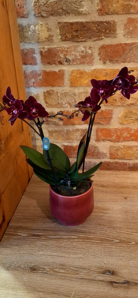 Orchidee in pot