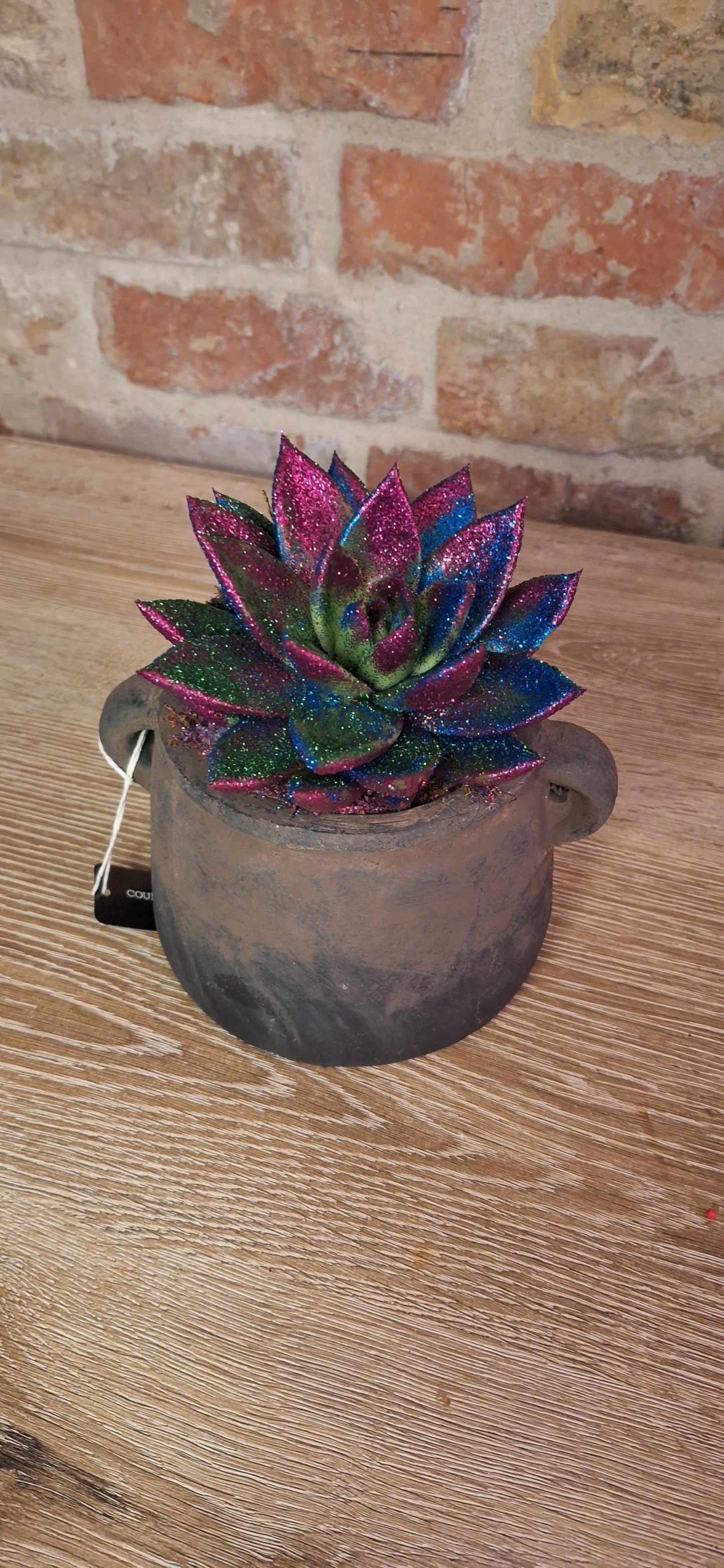 Echeveria disco glitter in pot dia 11cm