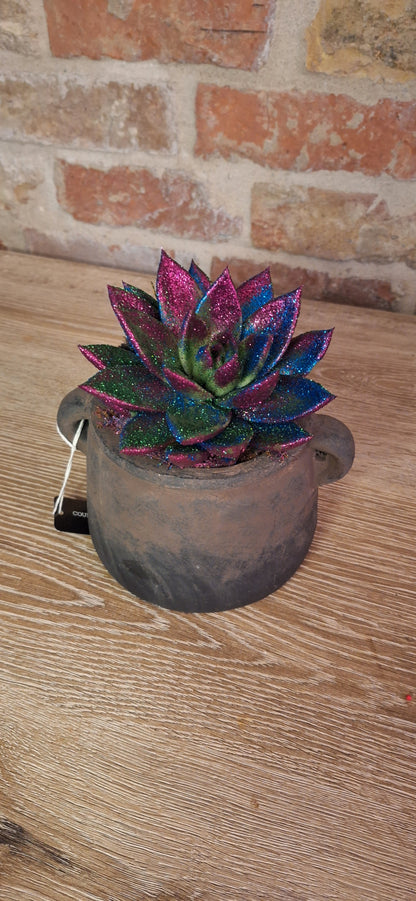 Echeveria disco glitter in pot dia 11cm