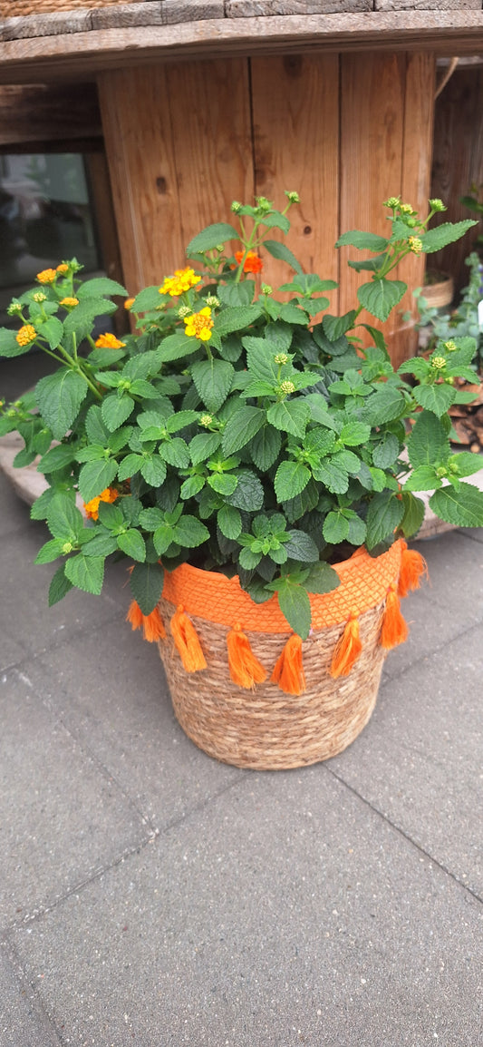 Lantana dia 24cm